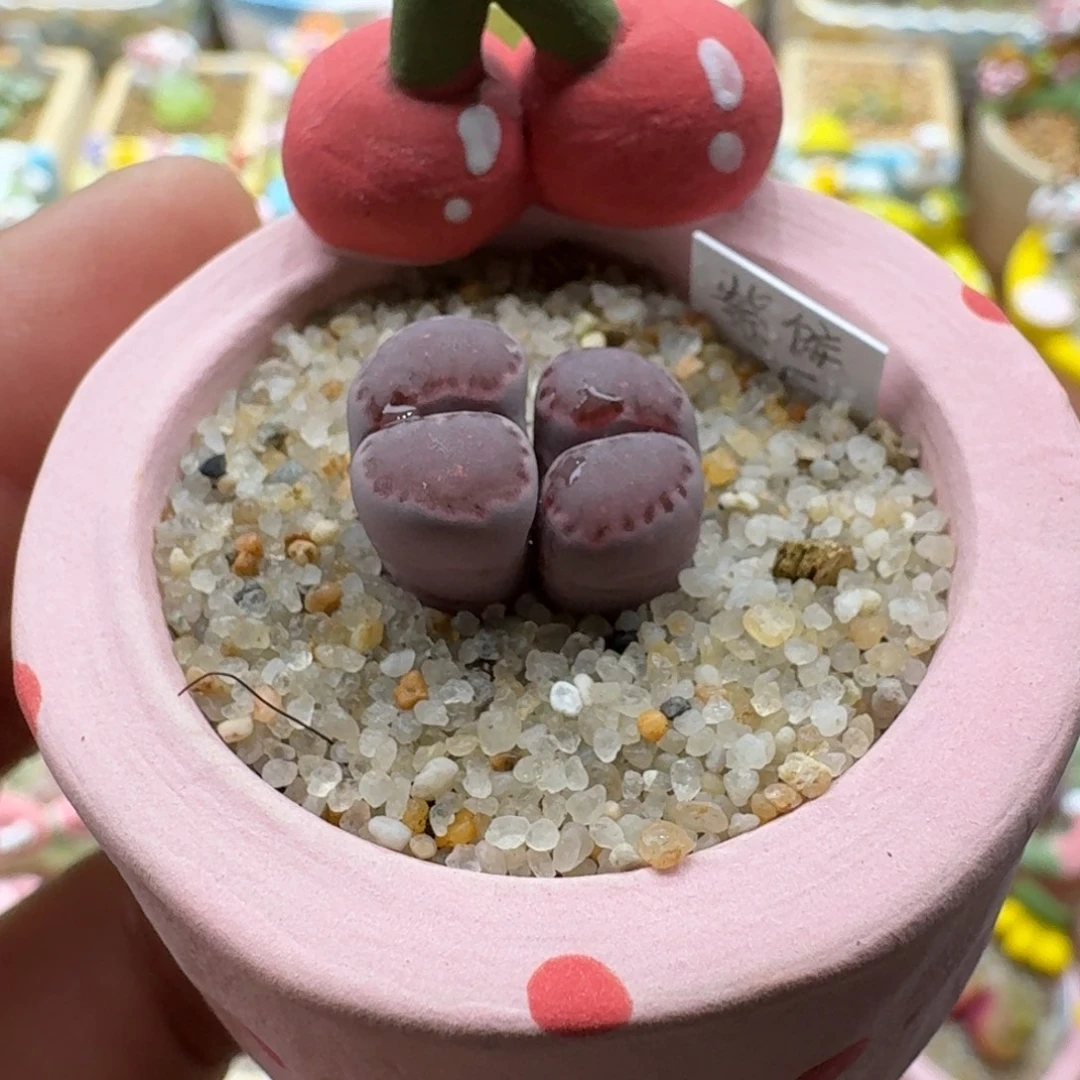 1206-02连盆带花紫饼干