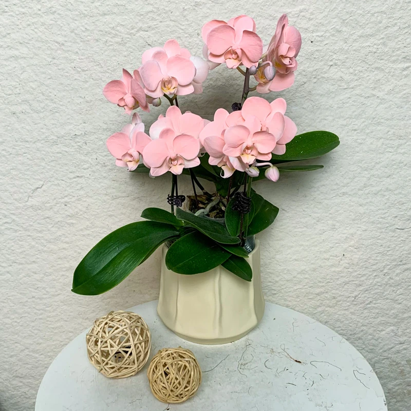 【火烈鸟】鲜花蝴蝶兰 欧洲创意喷染  轻粉色系 家居室内摆放