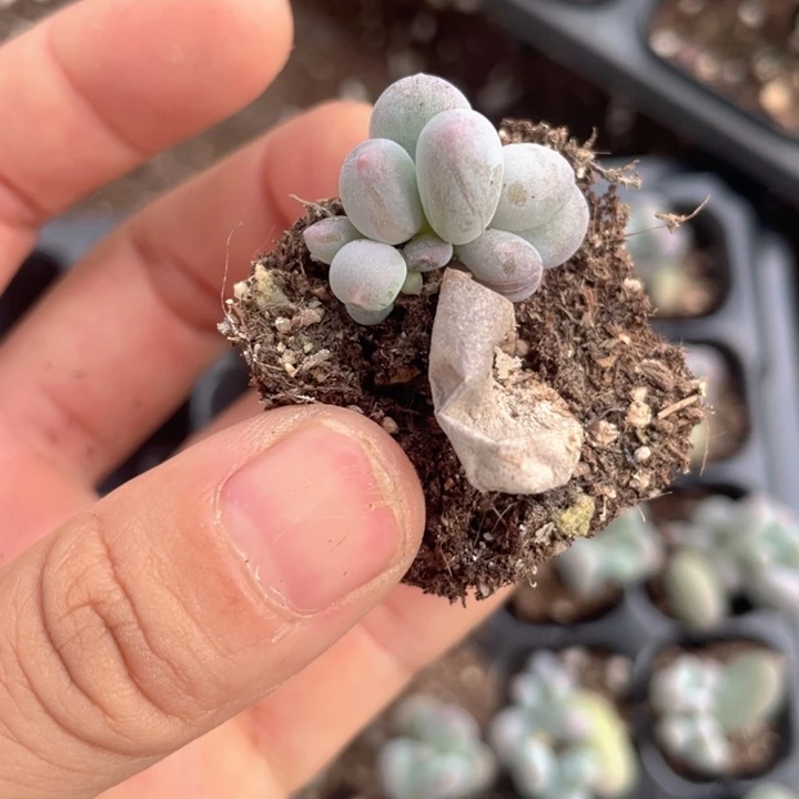 一物一拍米可群满18包邮