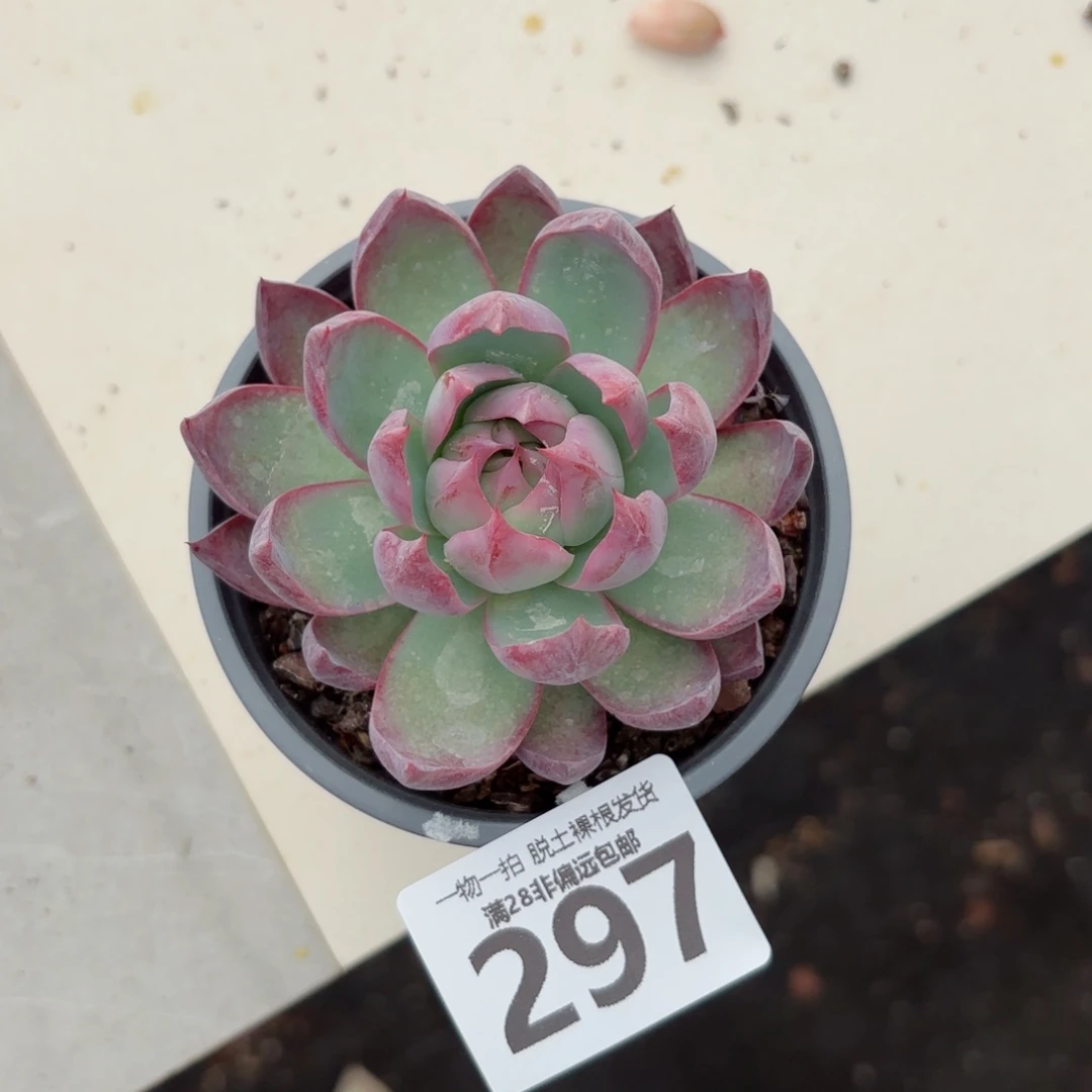 惊鸿仙子无盆土发货