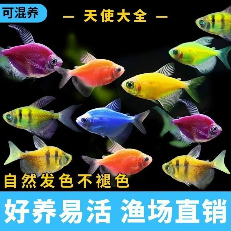 七彩天使观赏鱼斑马小型淡水热带鱼好养耐活小鱼活鱼斑马鱼