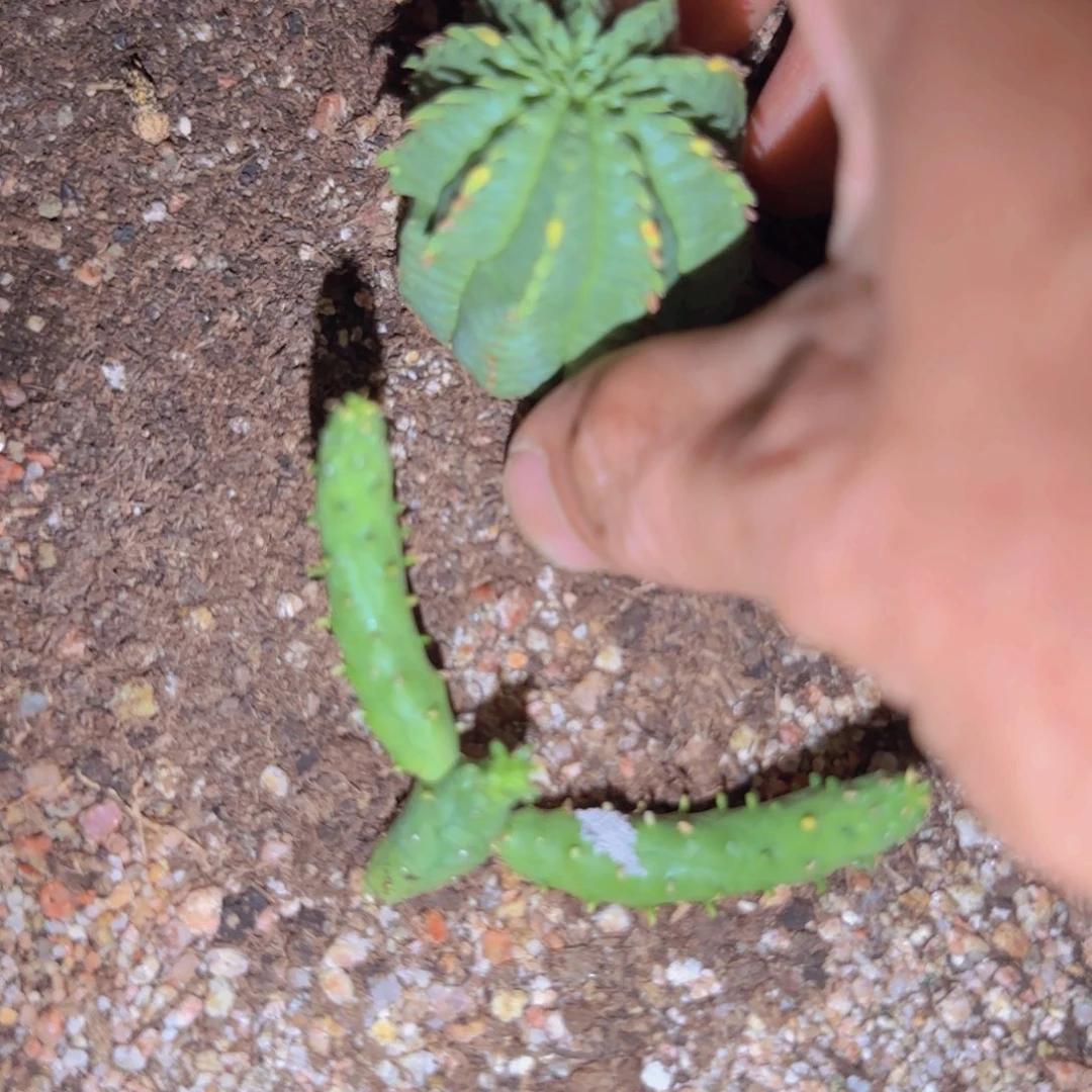 块根植物块根植物