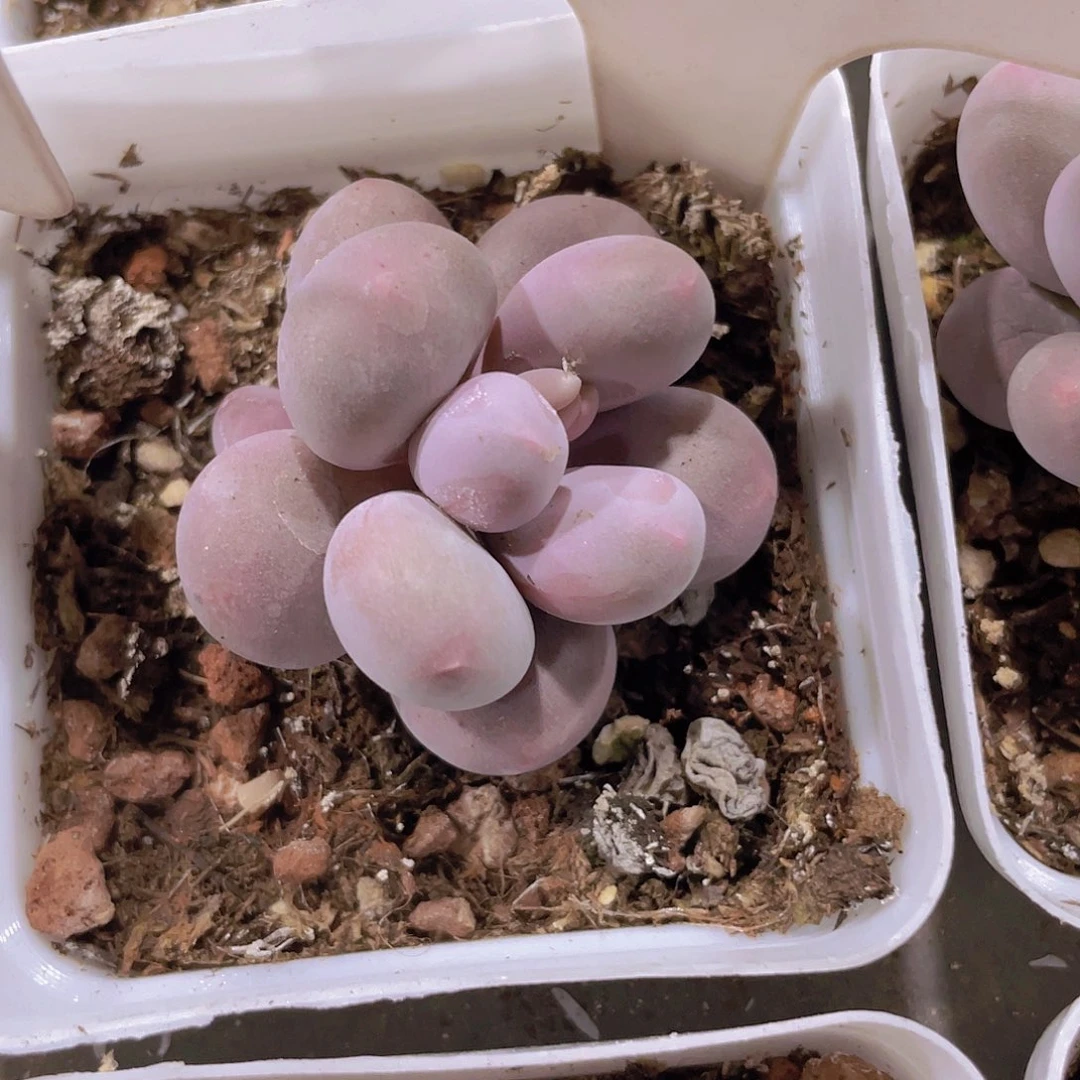 初****?汤圆a037一物一拍