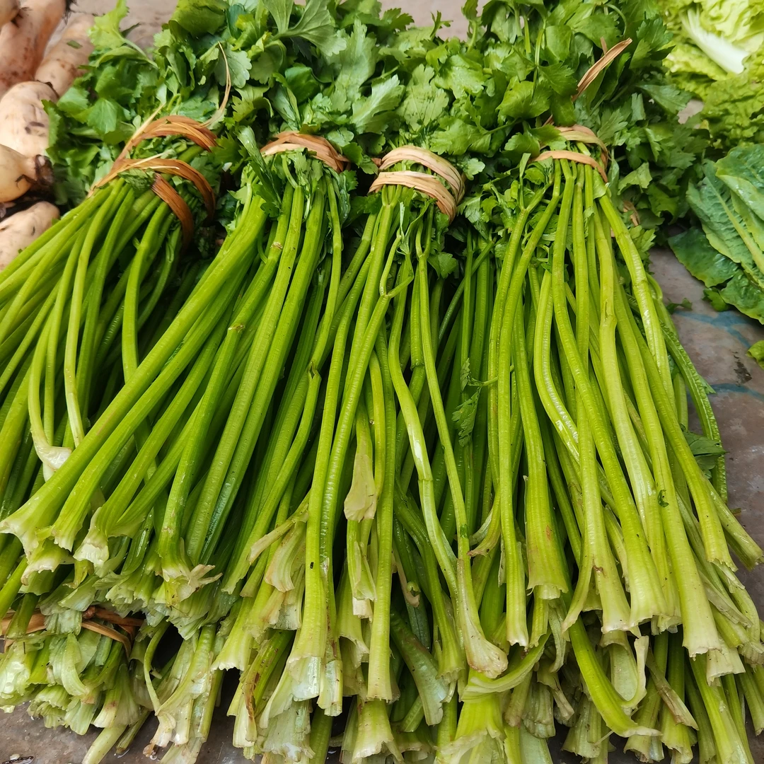 现摘四川巴中农家小香芹菜包邮
