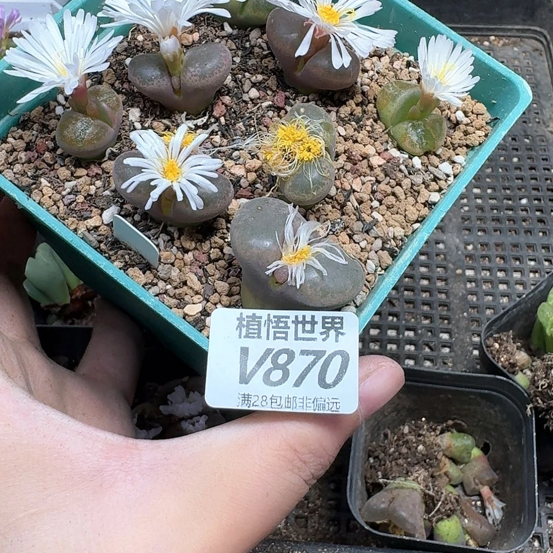 多肉植物的润泽fvb