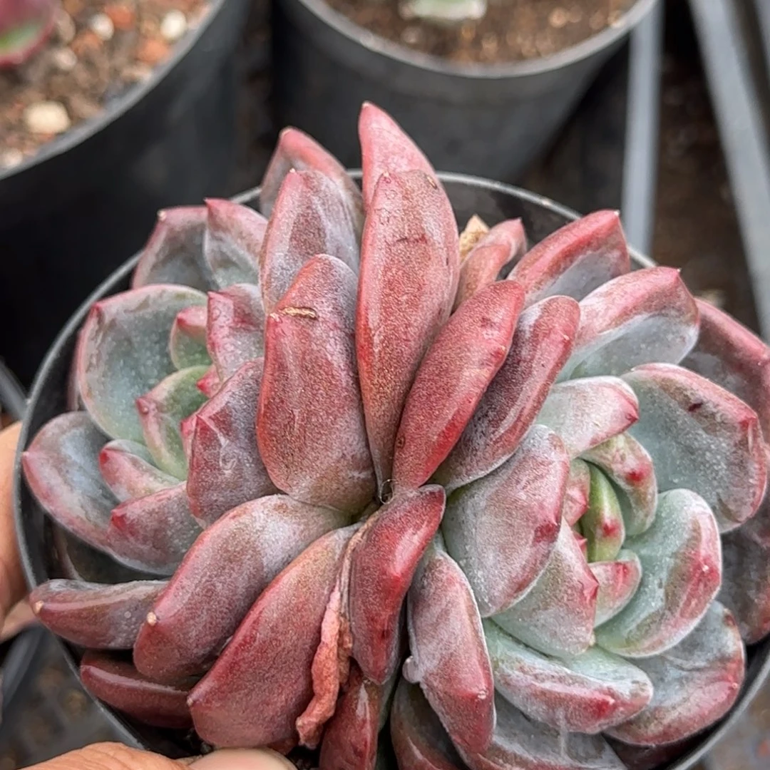 扣城石化一物一拍包装收缩花旱