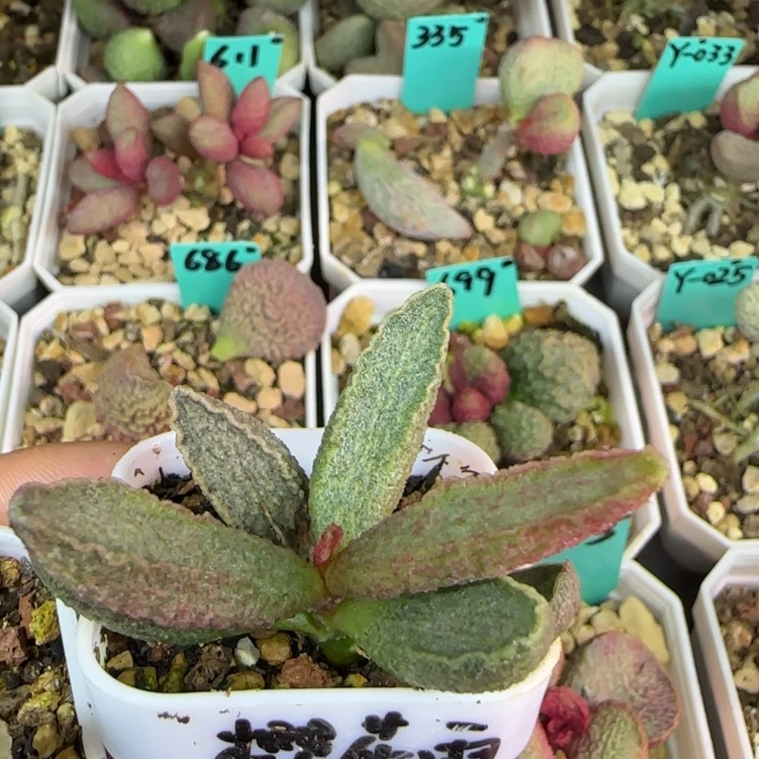 樱花雨小庄，四方盆发