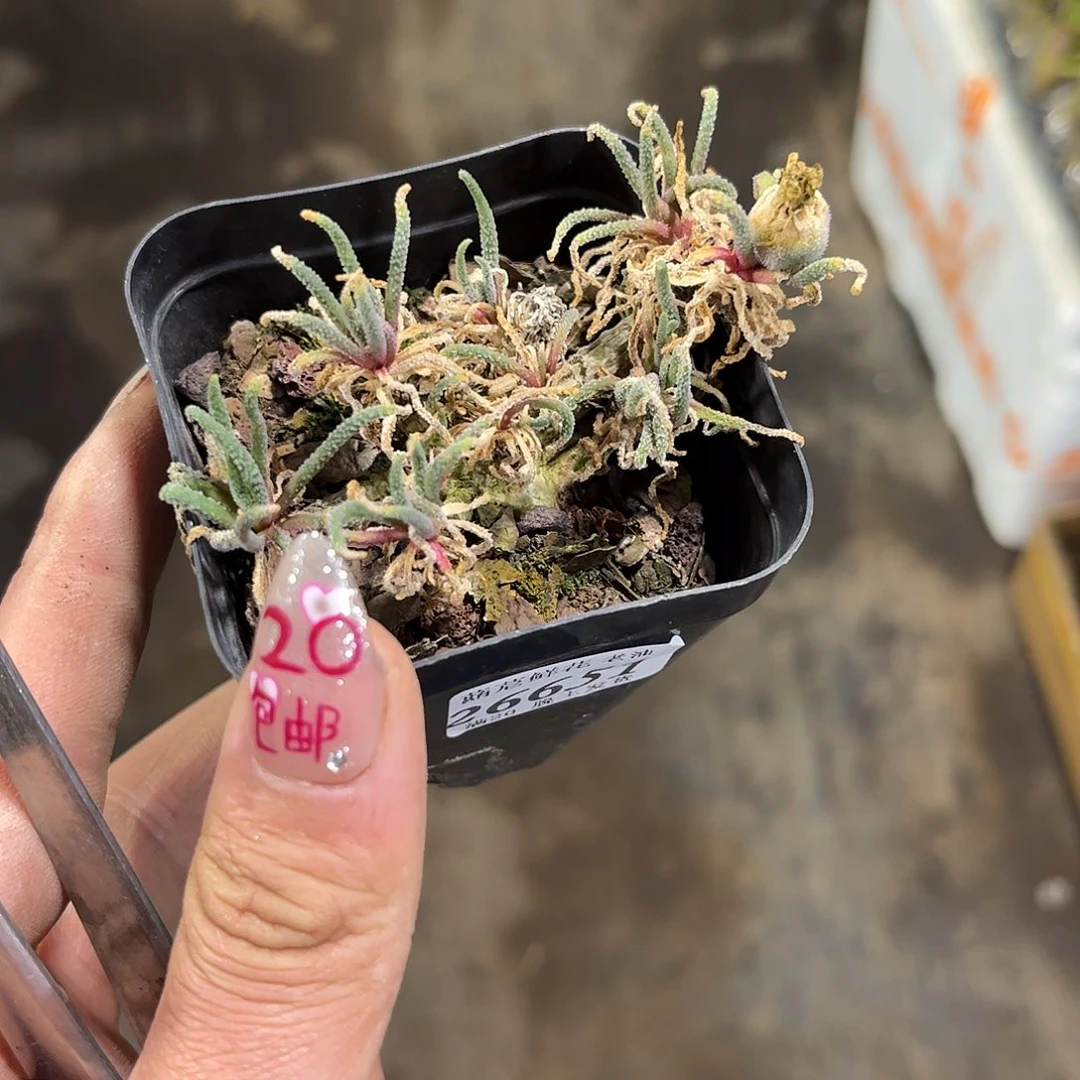 苍***陈26651一物一拍单头发货