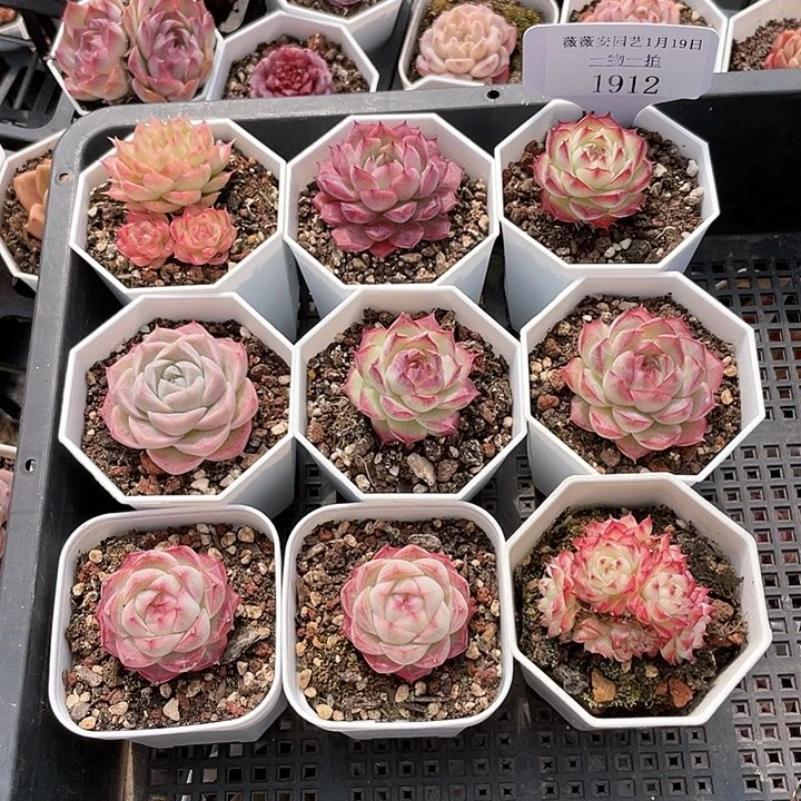 薇薇安园艺多肉1912