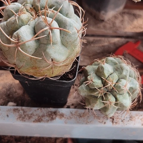 浅***）578仙人球福利大放送