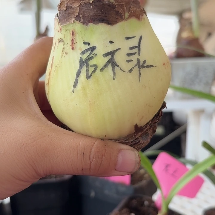无花朵启示录朱顶红直径7.5残