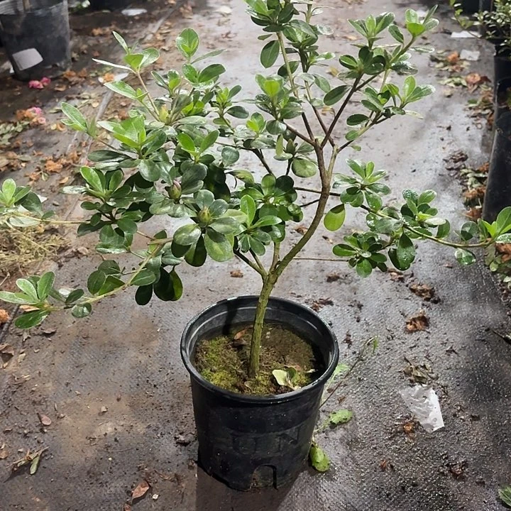 无花朵杜鹃花熏风一物一拍
