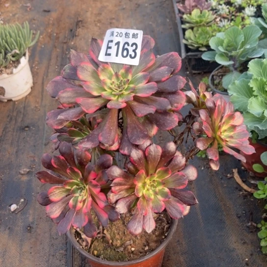 163烟花法师不包断枝