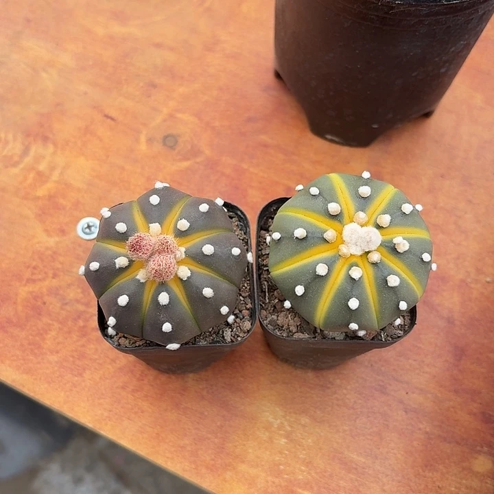 倒***数南瓜球仙人球12