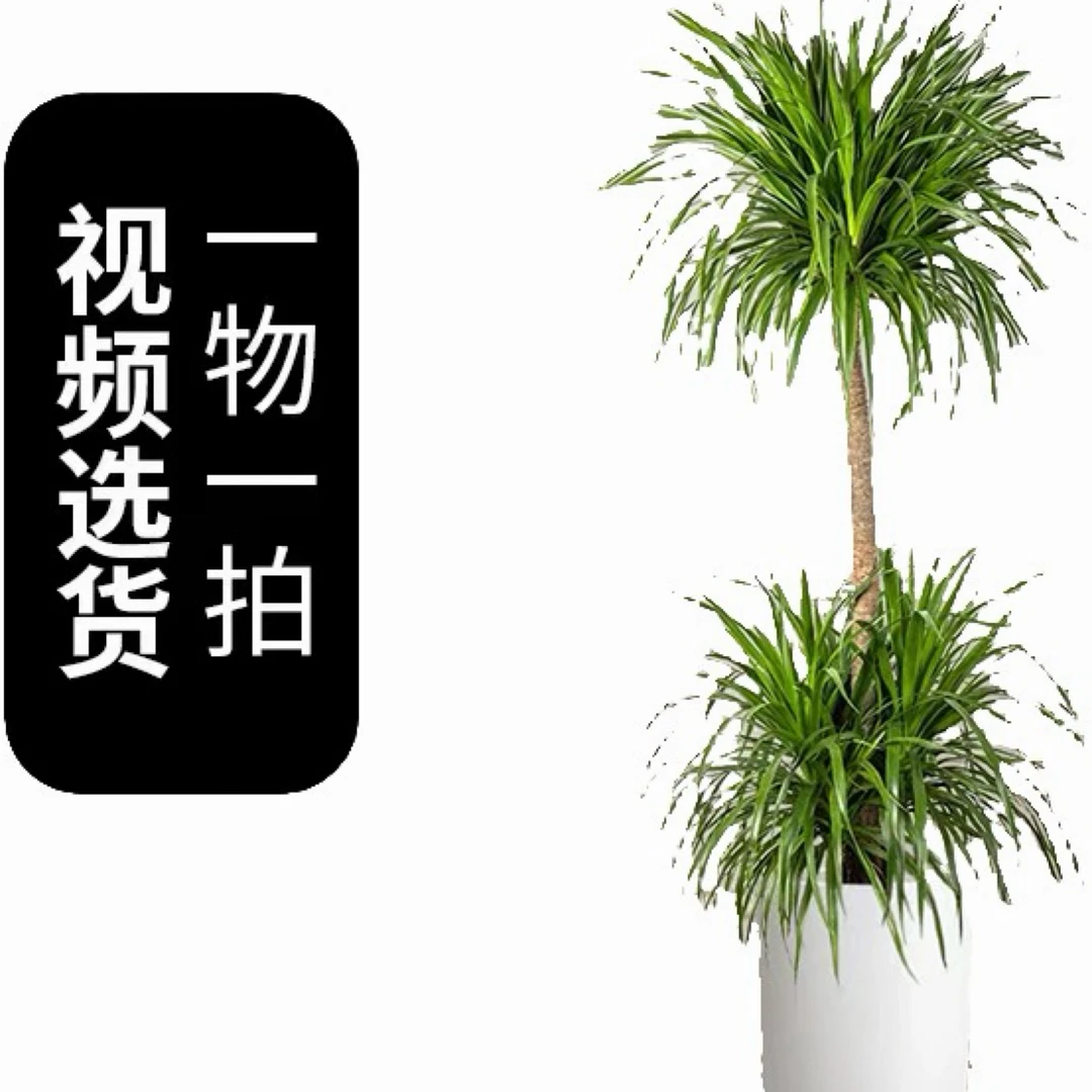 龙血树【开播福利】大叶龙需树室内客厅办公室招财大摆件绿植龙须树