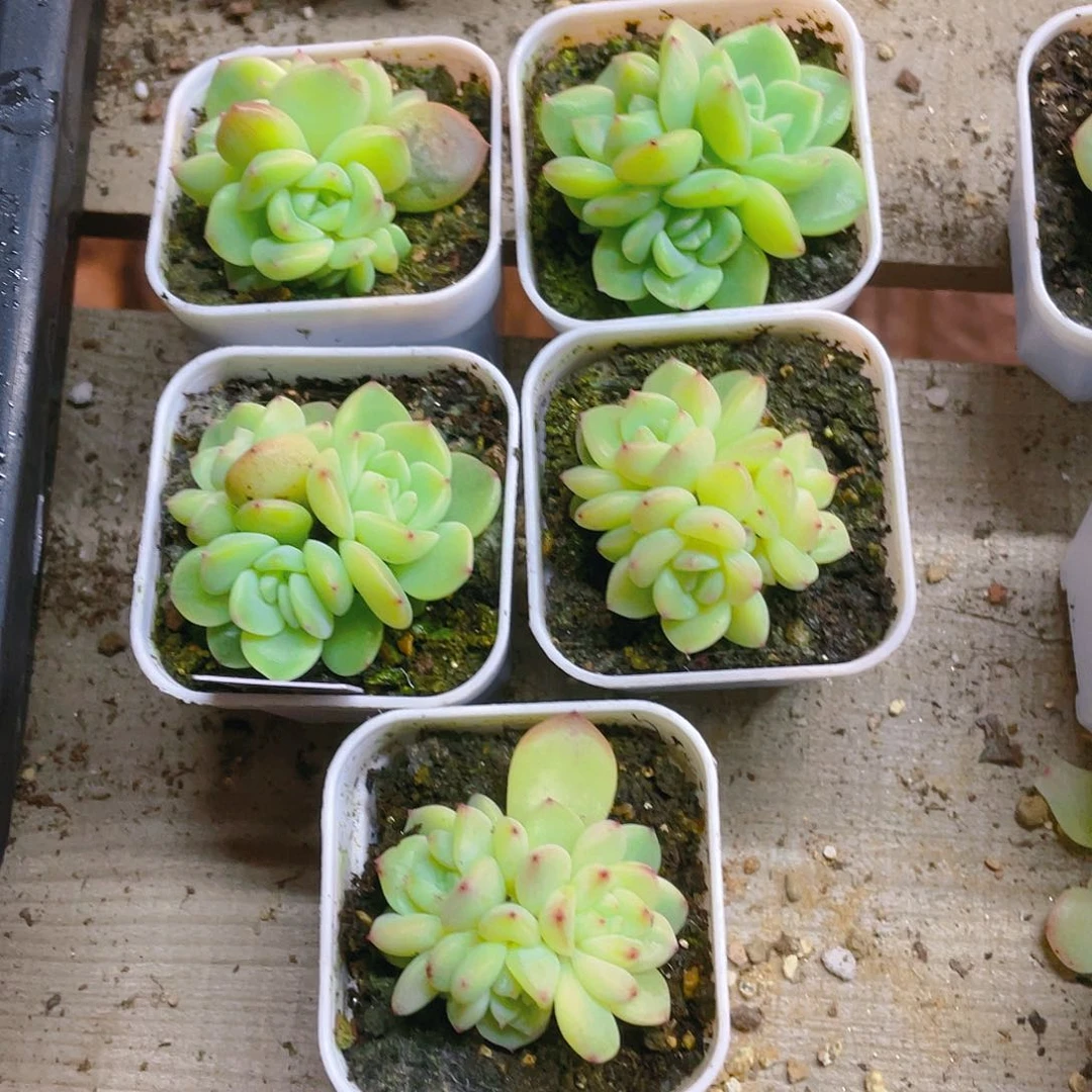 224 甜心三头盆一个满25包邮