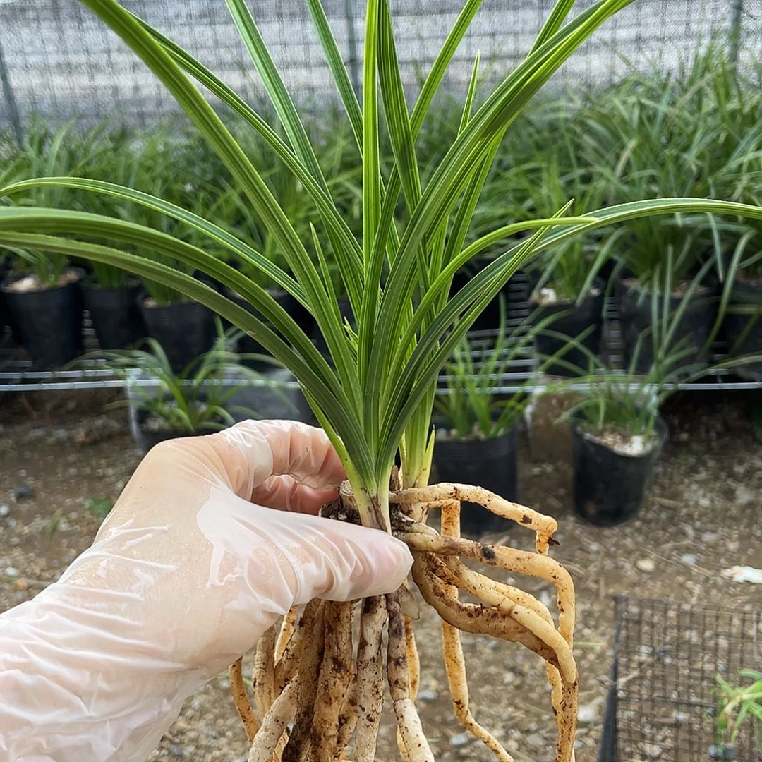 态***题完全开放兰花兰花