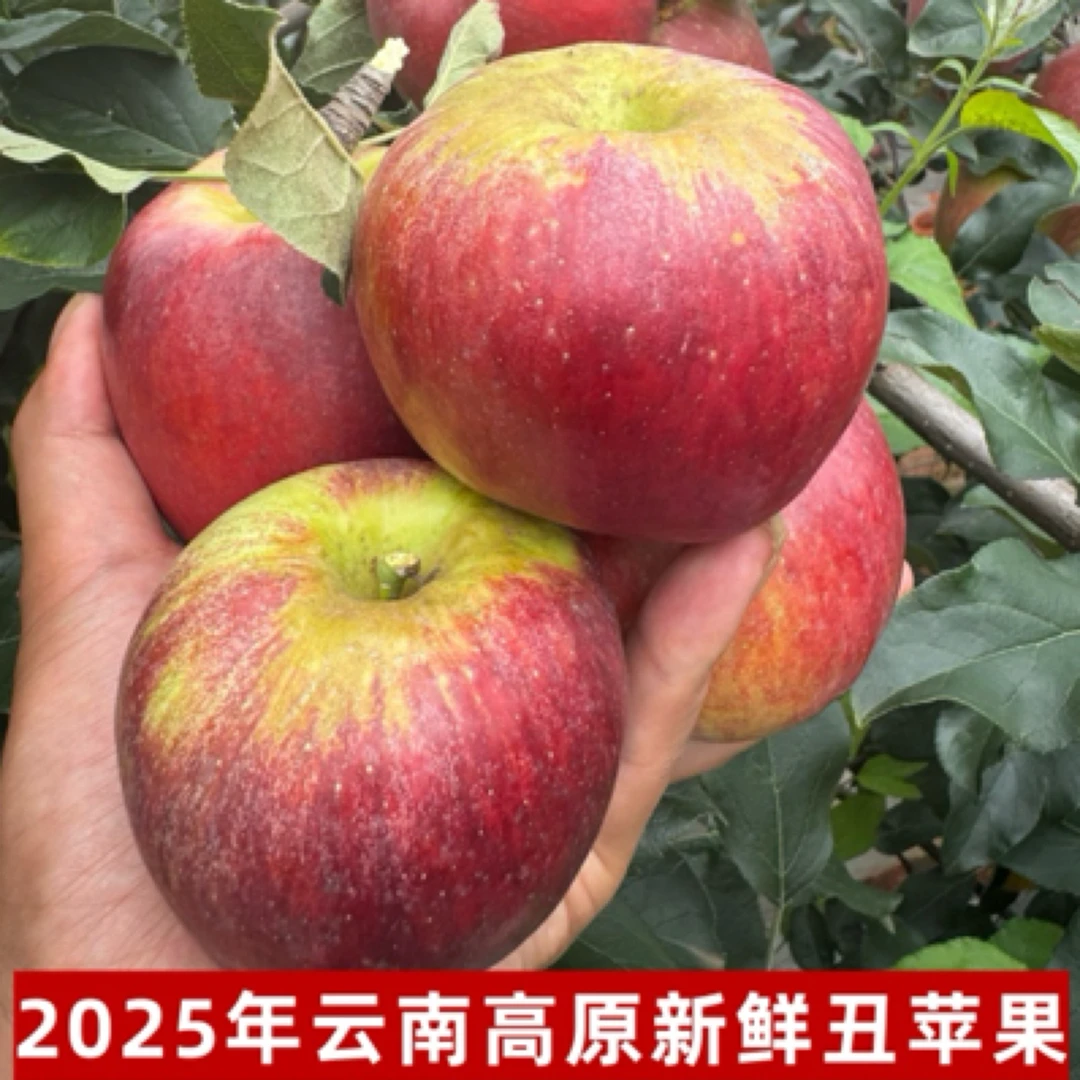 2025年云南高山丑苹果新鲜采摘脆甜多汁当季应季头茬果现摘现发