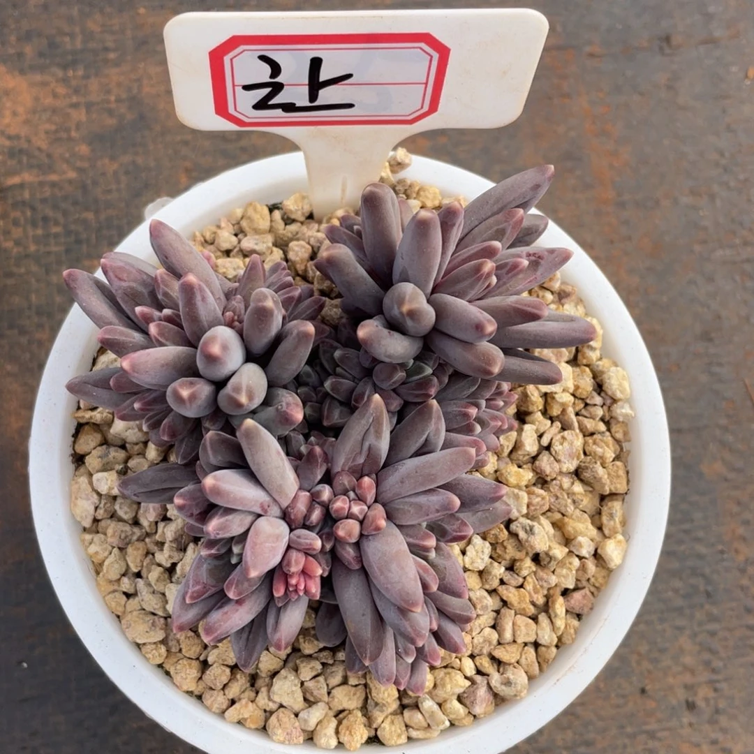 让**来姐姐说她真的有男朋友没