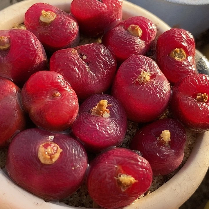 单头大红母本一颗   1.8厘米