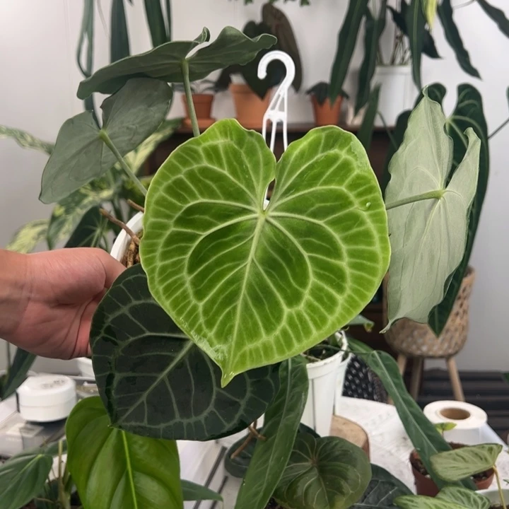不开花植物极密克莱恩