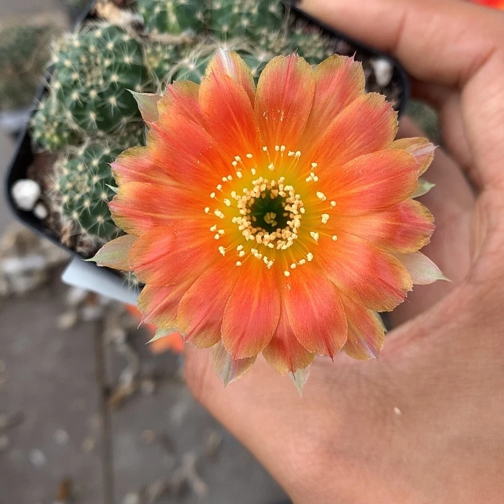 143 实生丽花7厘米盆