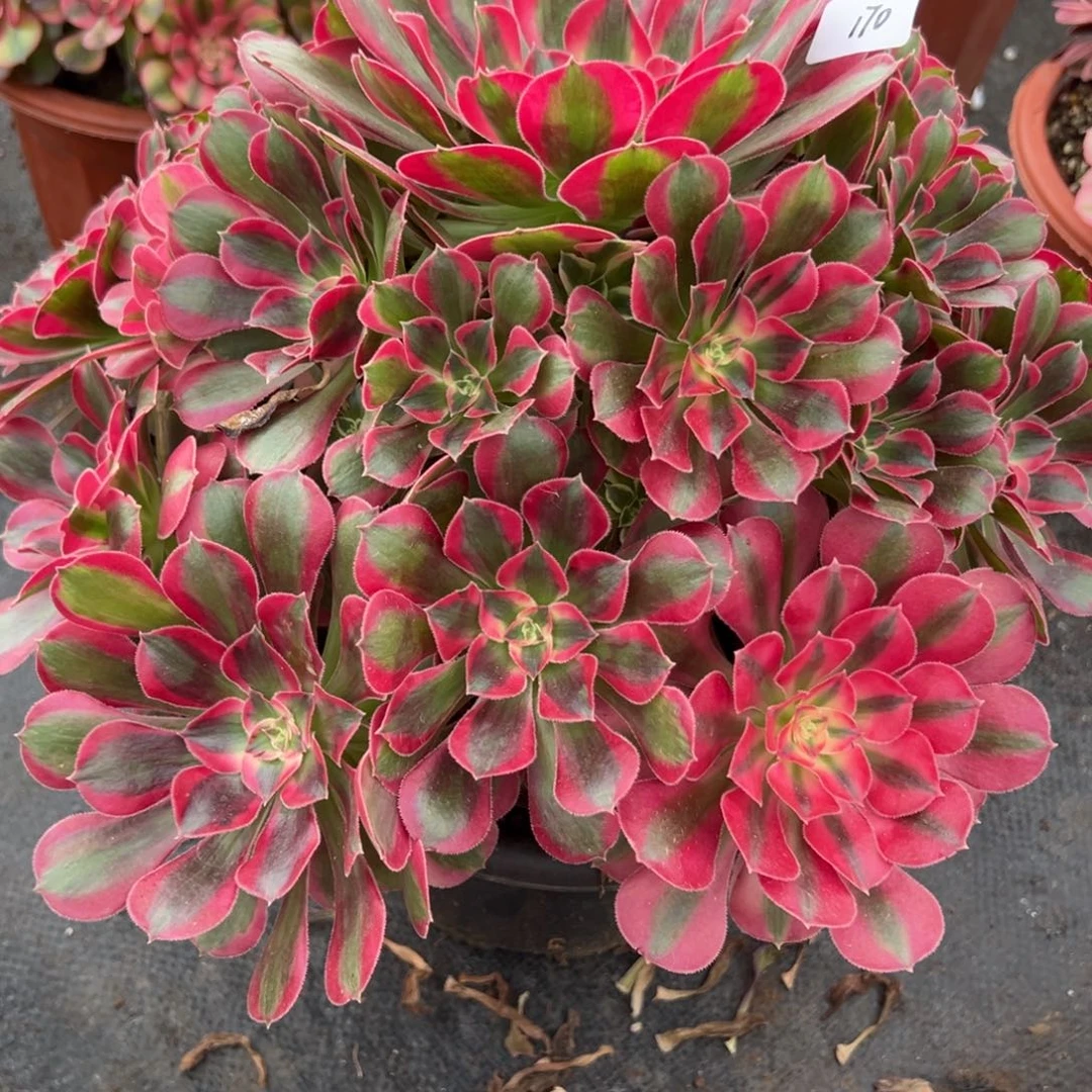 唐***少170七彩石多肉植物紫紫