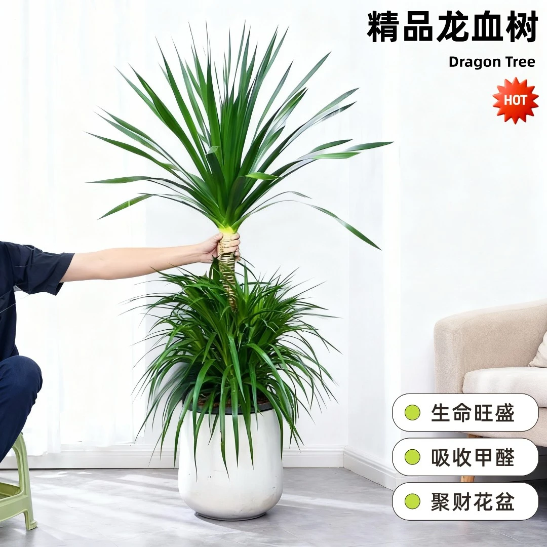 【送货上门】精品老桩造型龙血树室内净化空气好养绿植盆栽