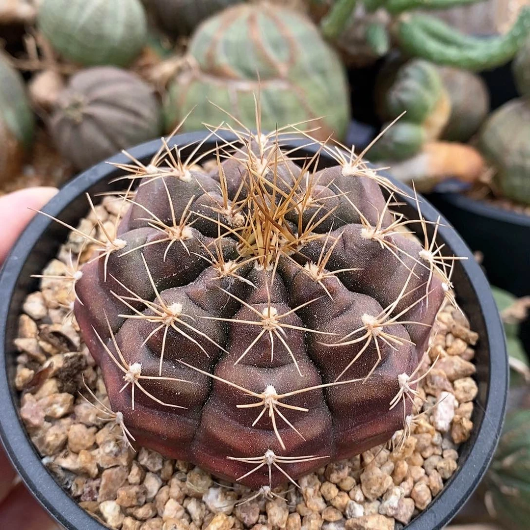 木**爹泰国米哈精品一物一拍