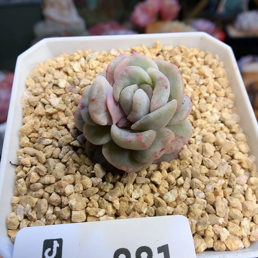 881糖心石化多肉植物