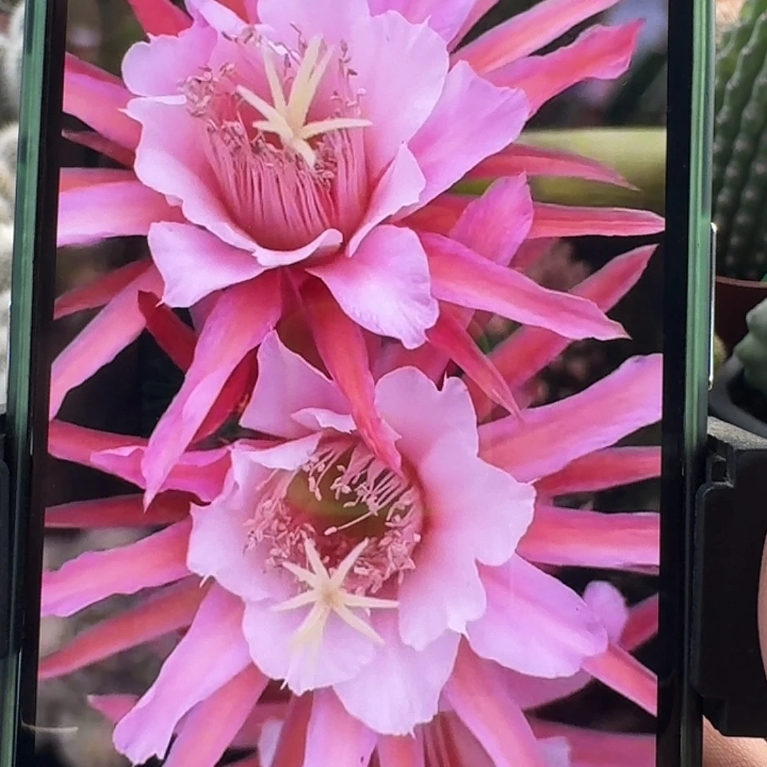 金一高度20厘米左右，4棵，打包福利价