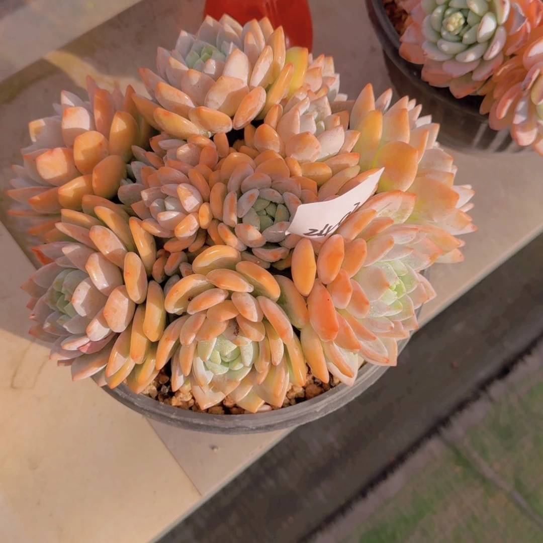 鑫***鑫2403冷香多肉植物