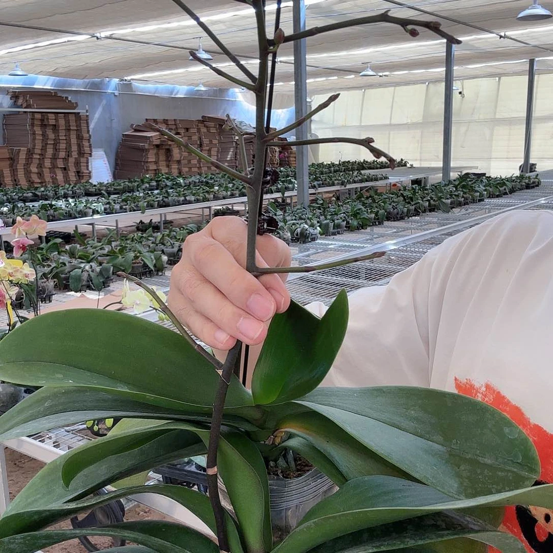 无花朵貂蝉1111111