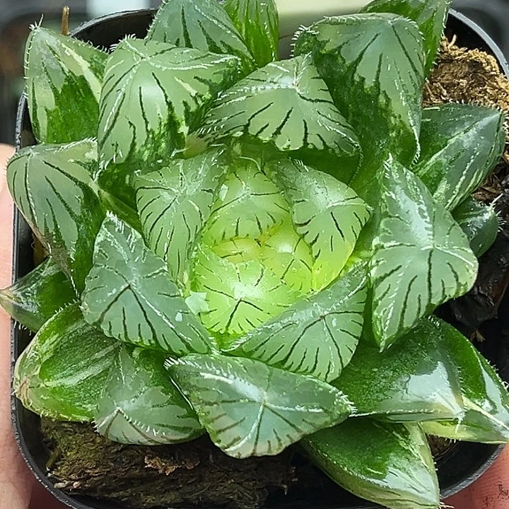 8巨大化特大蓝镜玉露锦