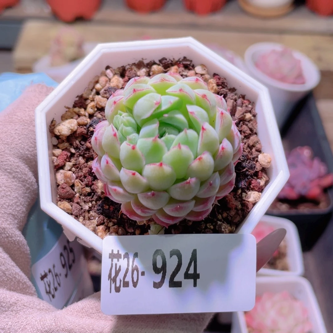 花利美26-924羊脂球
