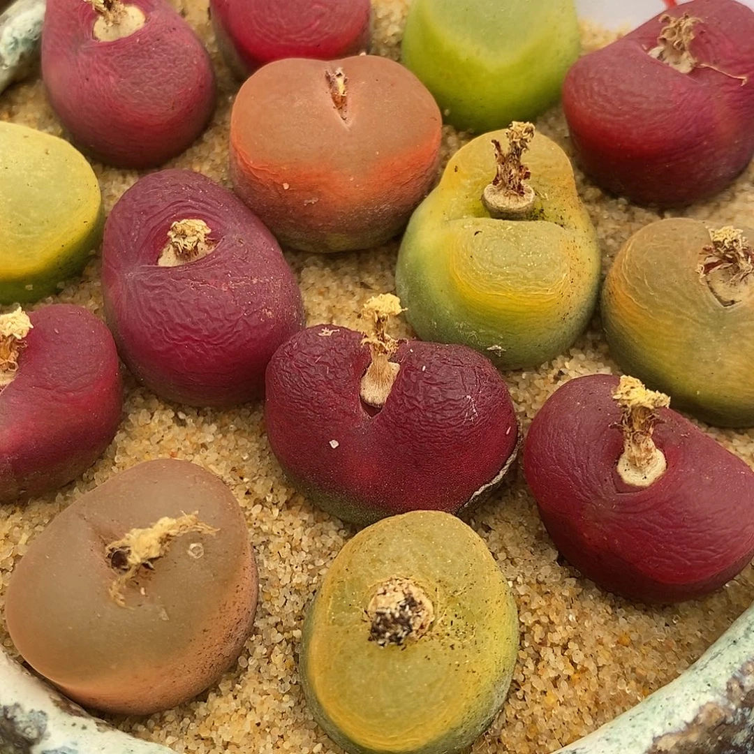 436彩蟠桃一组。