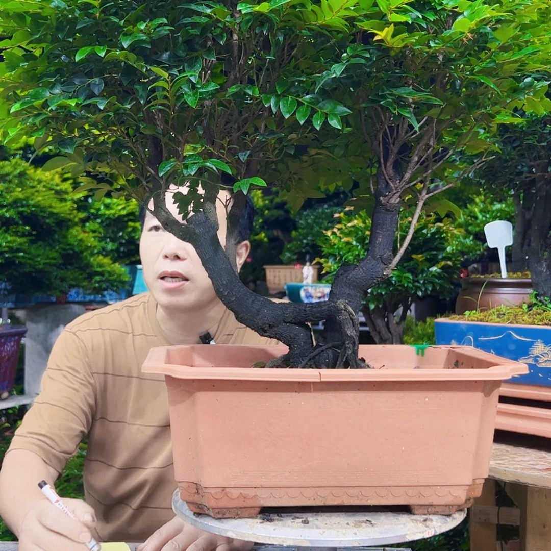 无花朵用****2秀明园艺秀明国艺