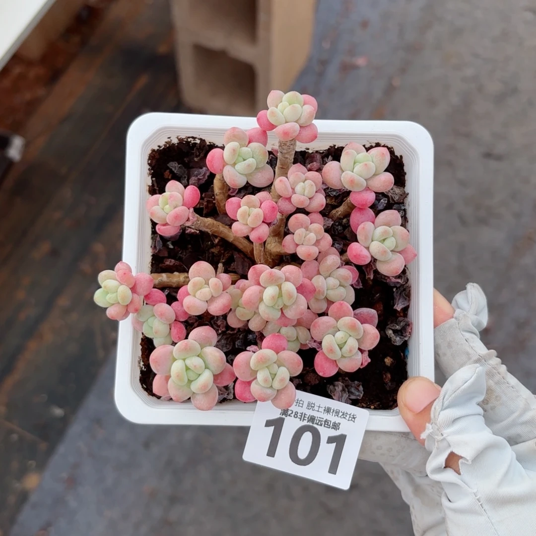 韩系鱼子酱老桩多肉多肉