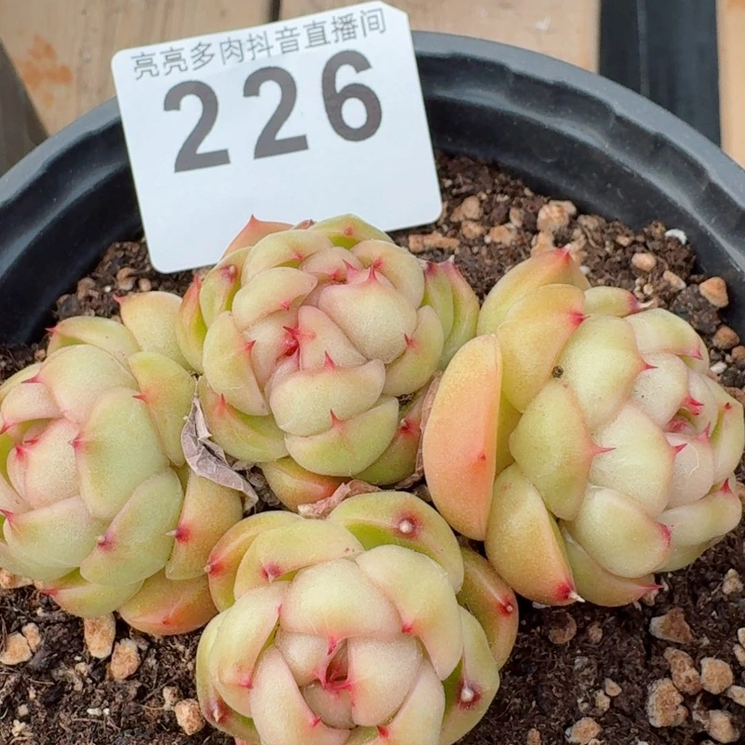 群生包子莱拉珍妮