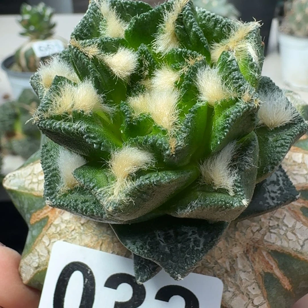 【闪购商品】无花朵徐*龙辛顿牡丹033