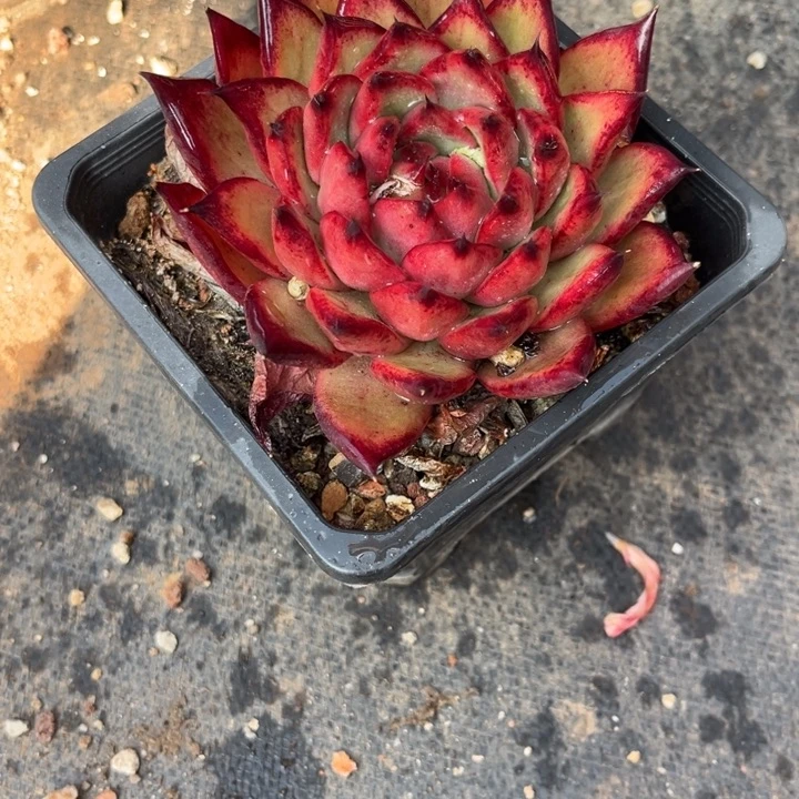 芳*55 0000000000