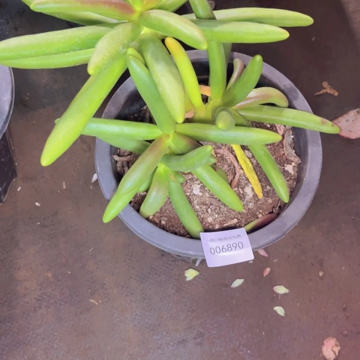 你***贝多肉一物一拍6890送颗肉