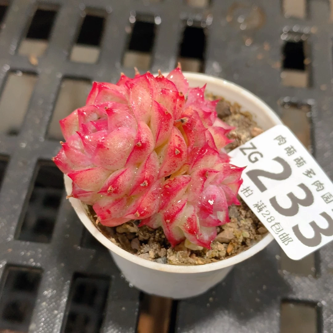 肉萌萌拇指盆精控多肉ZG233