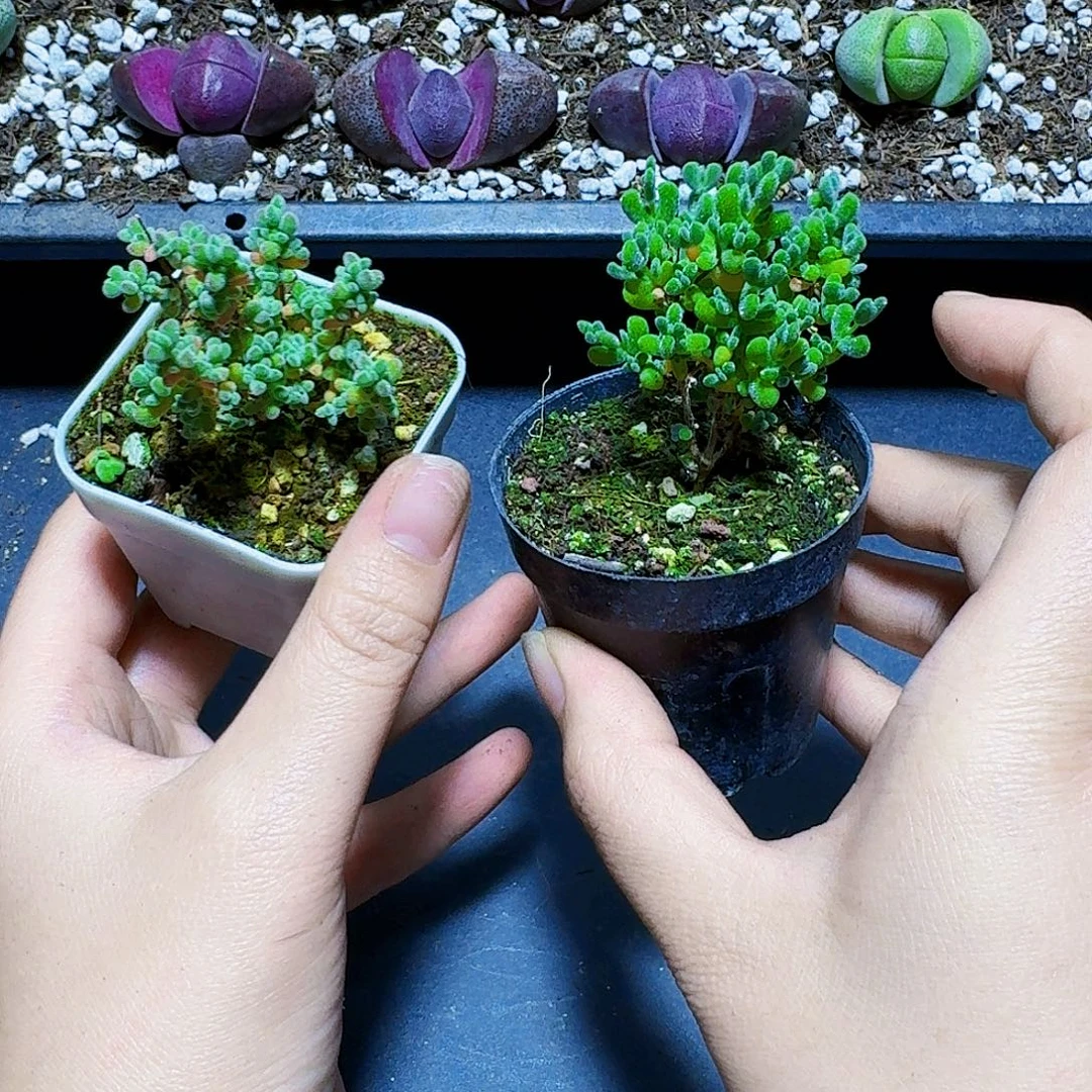 莱斯枝干番杏带盆一盆福利炸