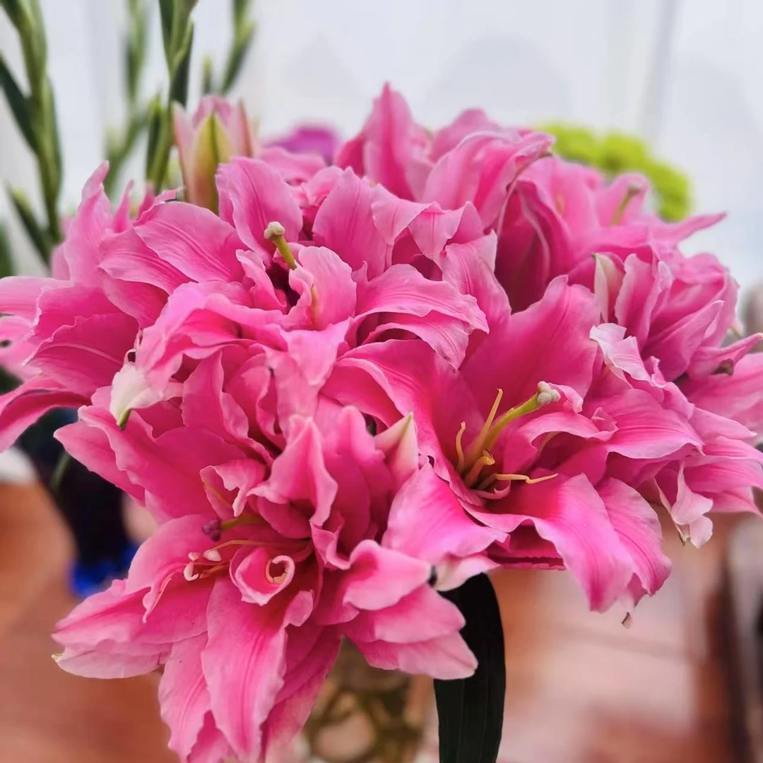《粉红色重瓣》1颗重瓣香水百合栽培阳台庭院粉色春季趣味盆栽