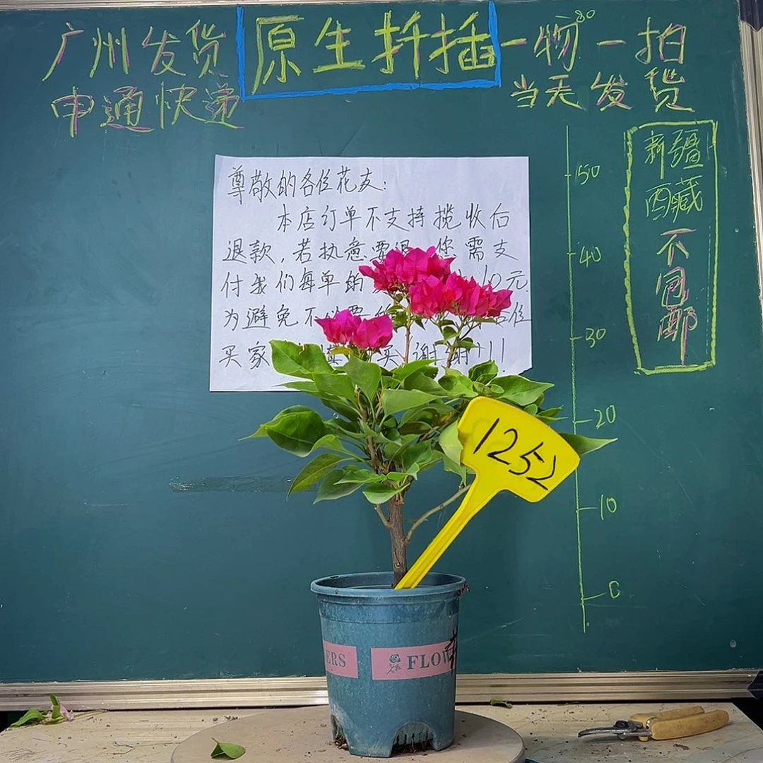 当前无花栽培后可以开花比芭红？1252