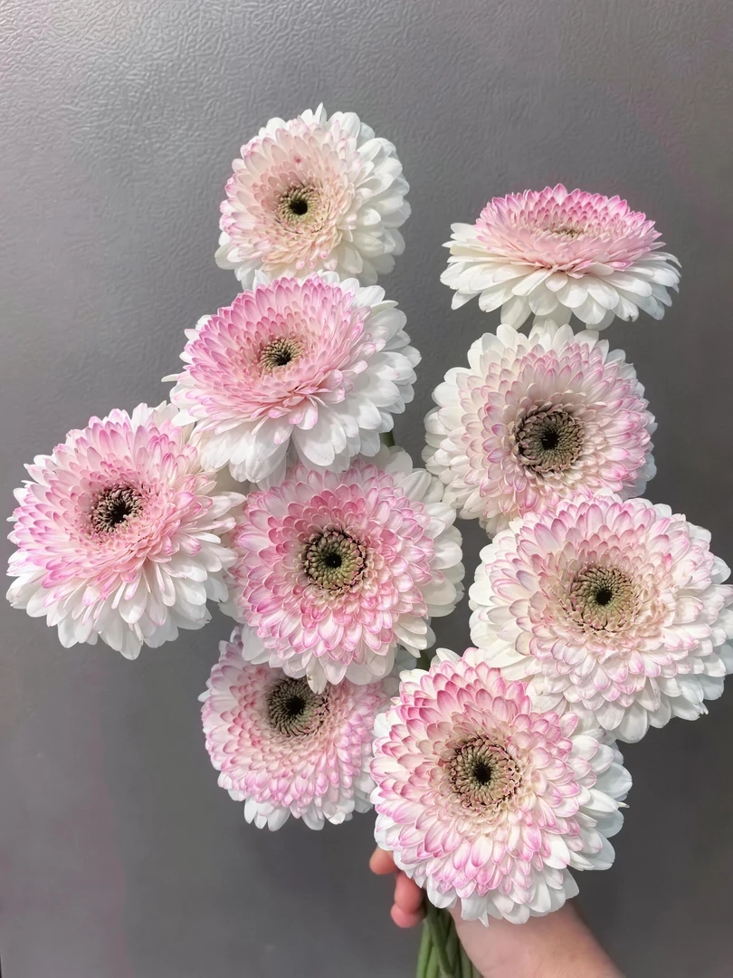 【源头一手价】新品西雅图非洲菊10支    云南基地鲜花直发