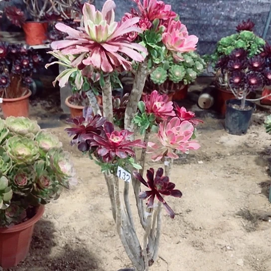 132嫁接老桩法师