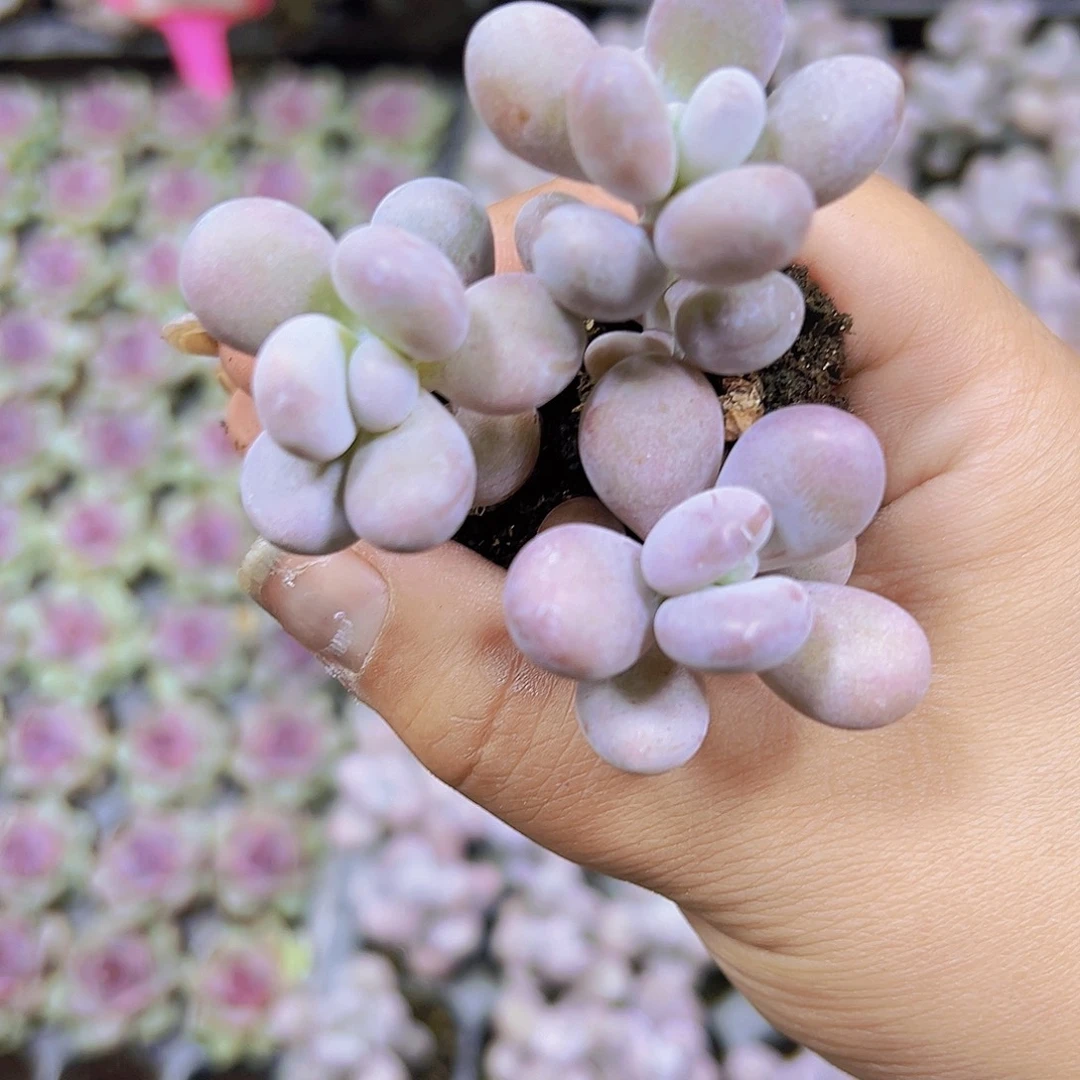 原始奶5个苗19包邮