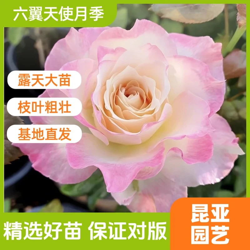 昆亚花园六翼天使月季花苗浓香大花勤花抗病四季开花直立灌木花卉